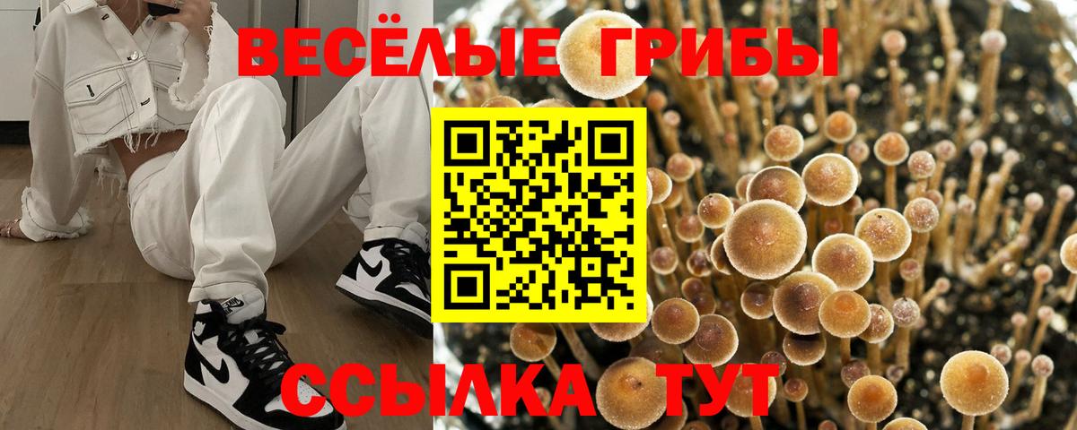 Галлюциногенные грибы Psilocybe Шелехов